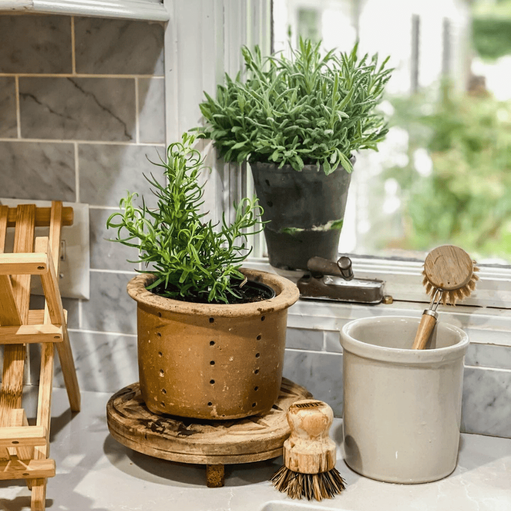 kitchen window plants