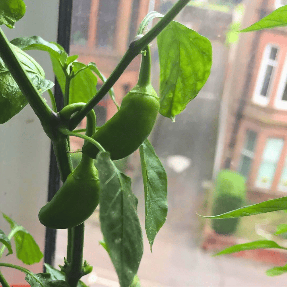 kitchen window sill plants