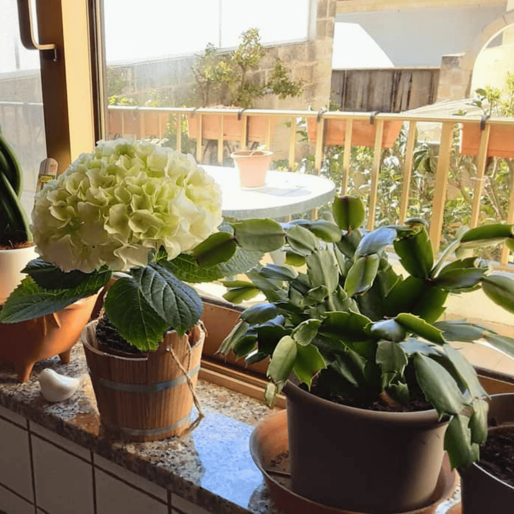 kitchen windowsill plants