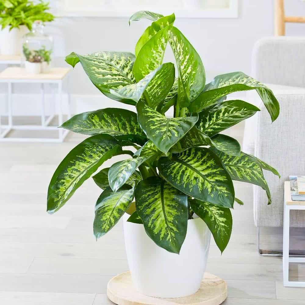 living room plants ideas 1