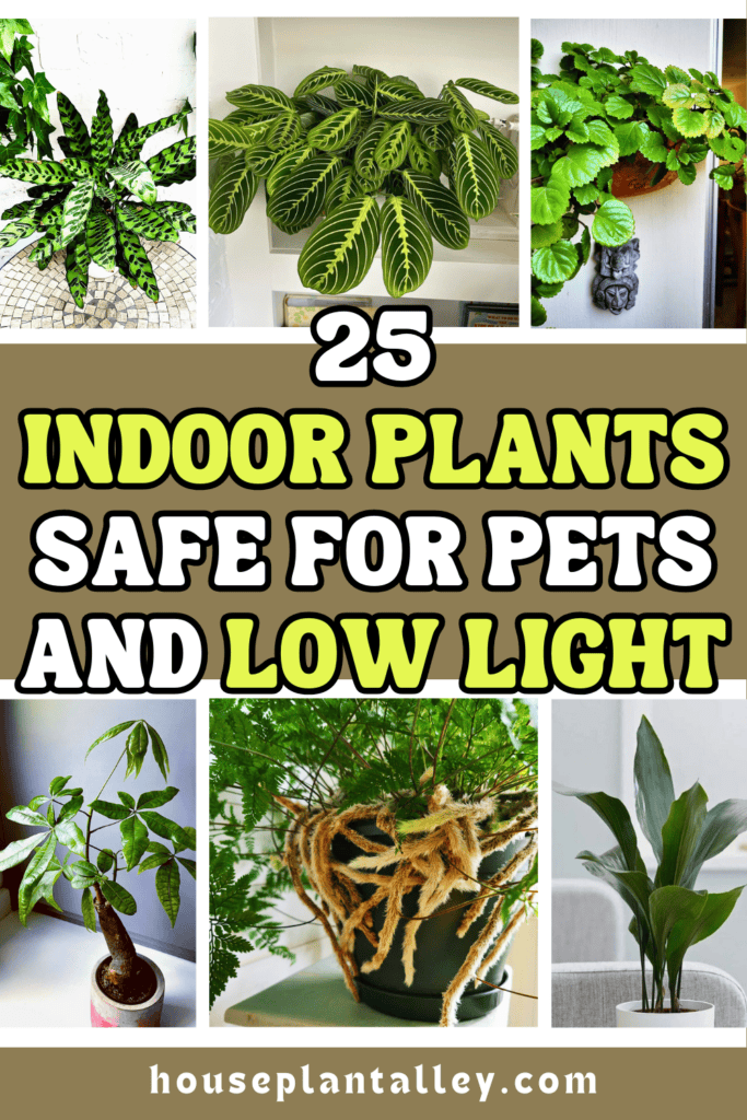 low light indoor plants safe for pets 1