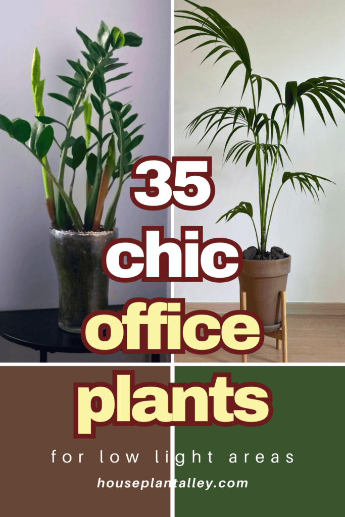 low light office plants