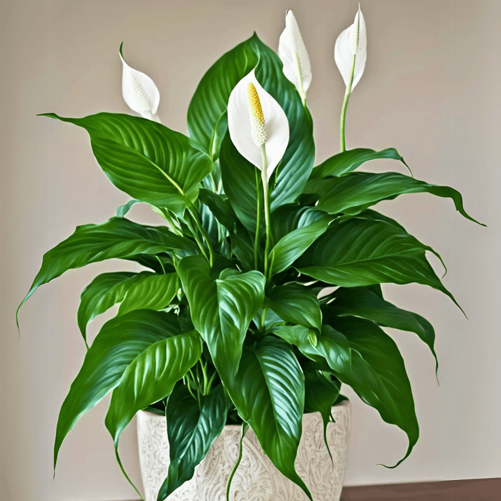 peace lily for low light bedroom 1