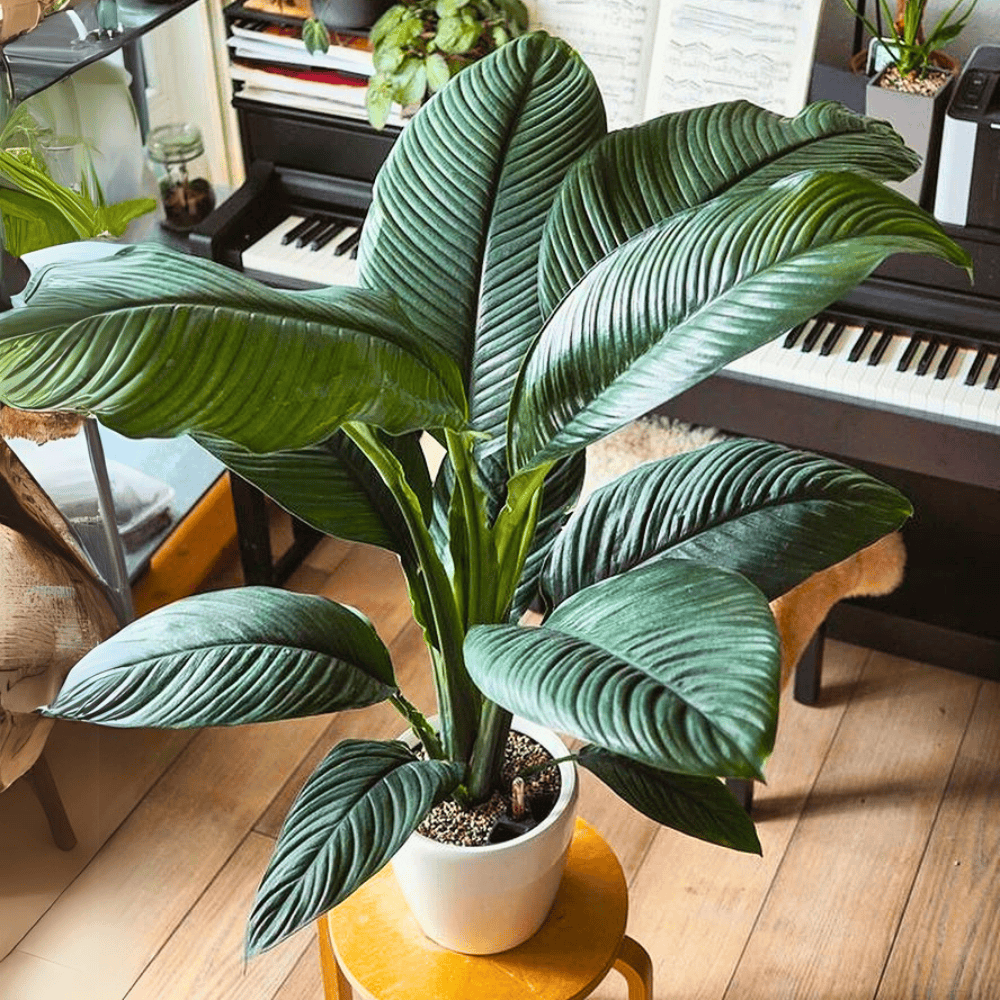 peace lily for low light office 1