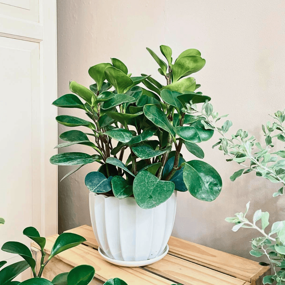 peperomia obtusifolia for low light office 1