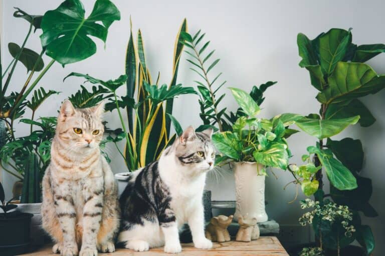 pet safe low light houseplants