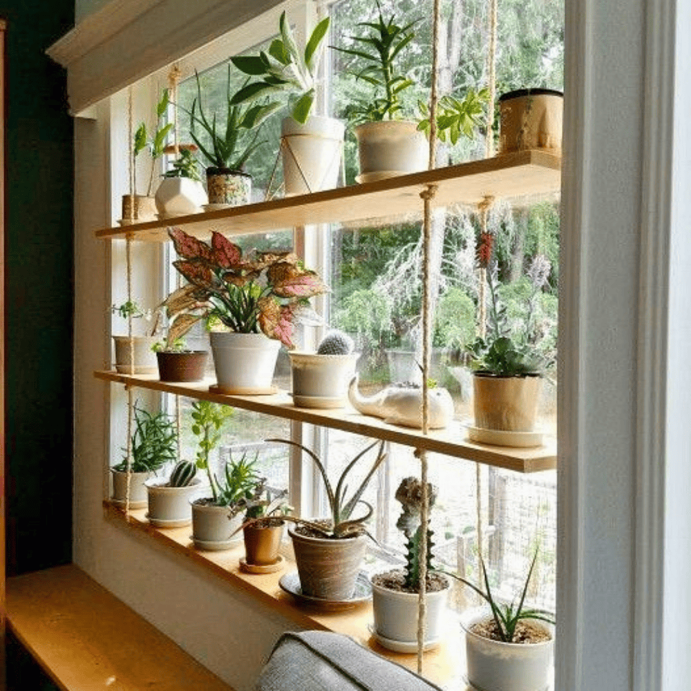 plant shelf in front of window