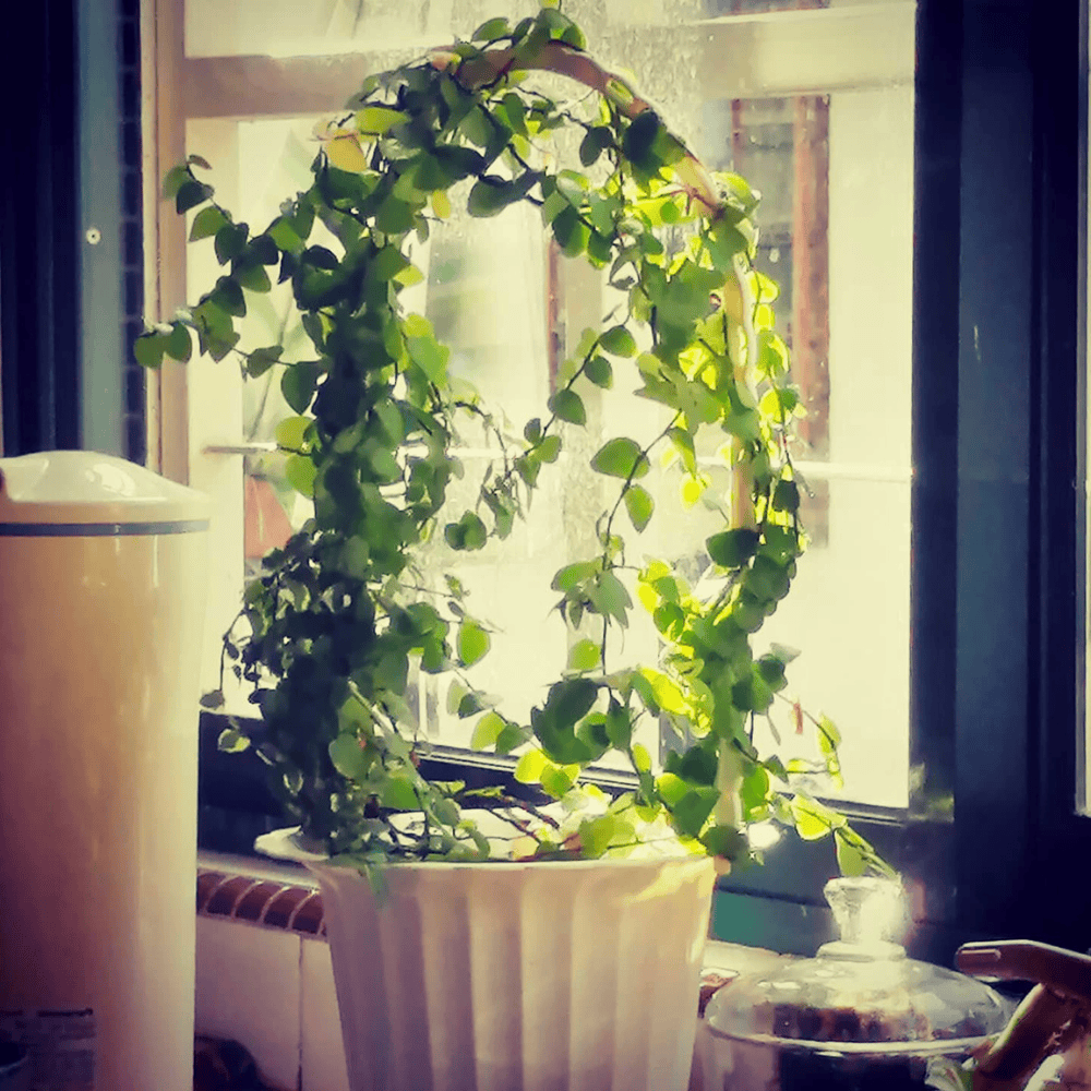 plants at kitchen sink window