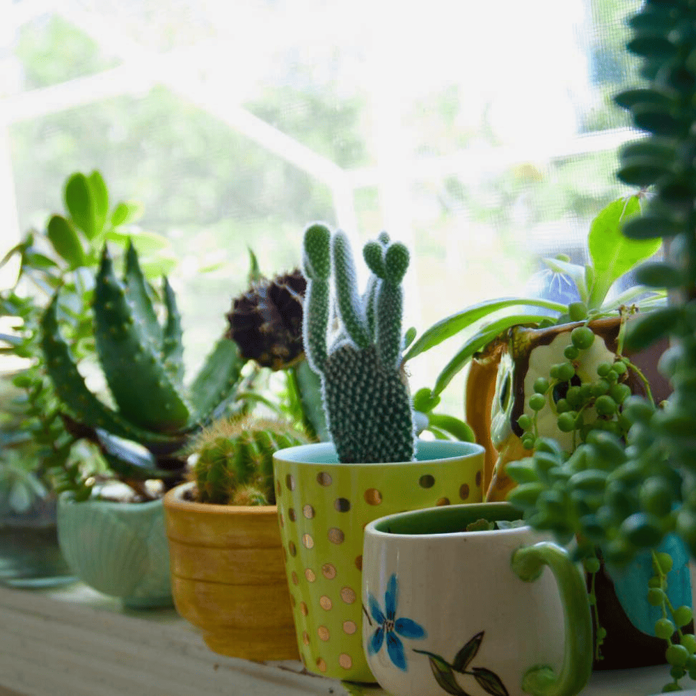 plants at kitchen windowsill