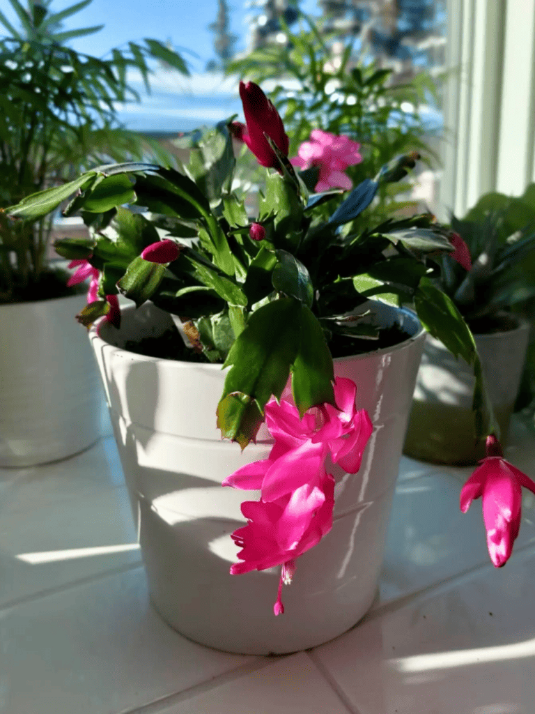 plants by the kitchen window