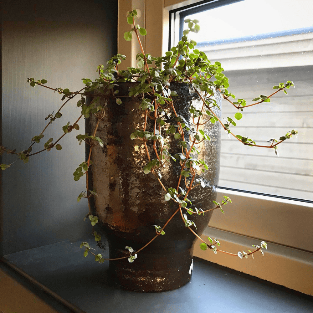 plants for kitchen sink window