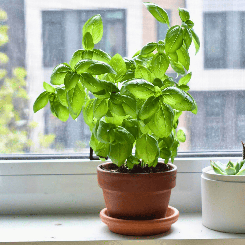 plants for window sill 1