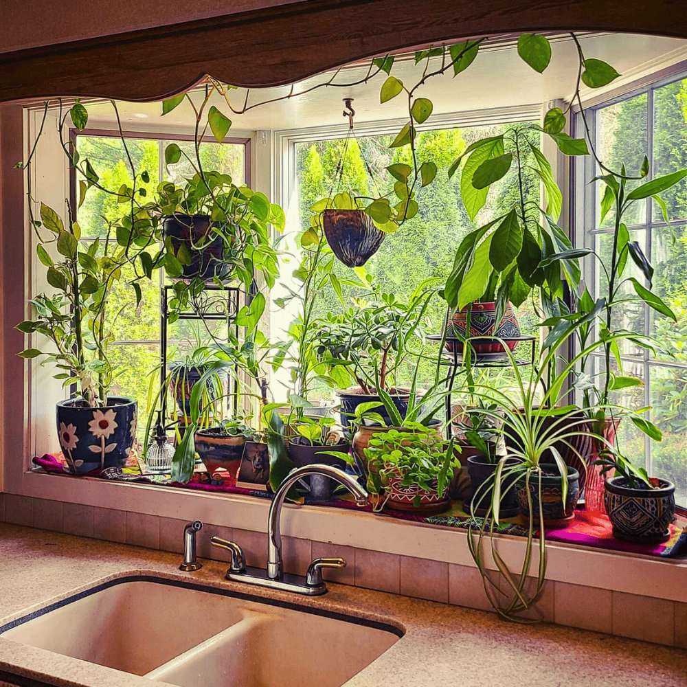 plants hanging at kitchen sink window