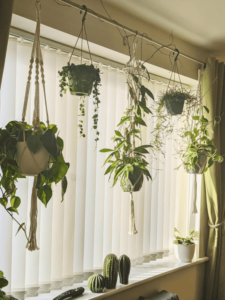 plants hanging window