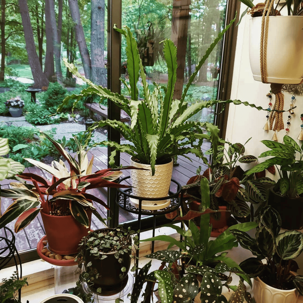 plants in front of kitchen window