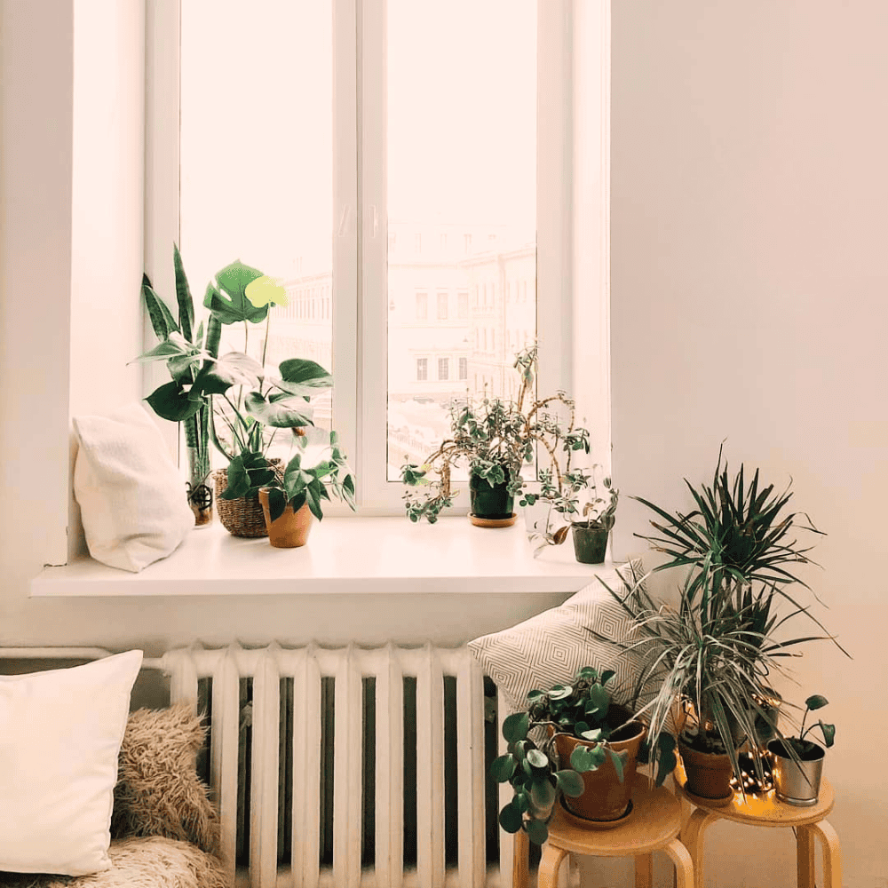 plants in front of window