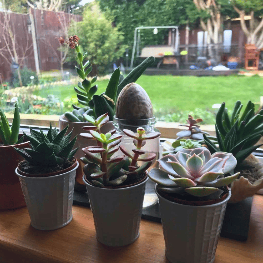 plants in kitchen window