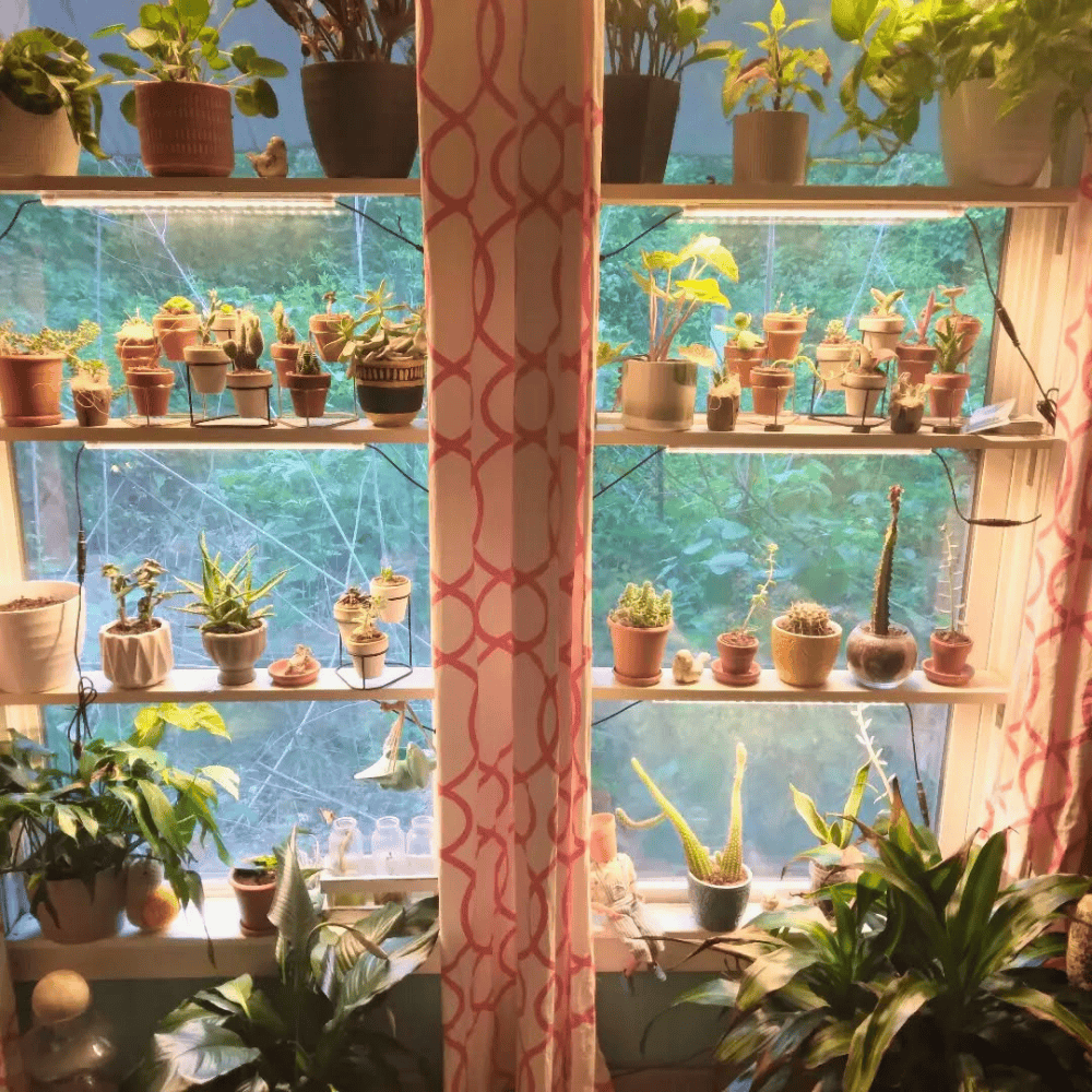 plants in window ideas