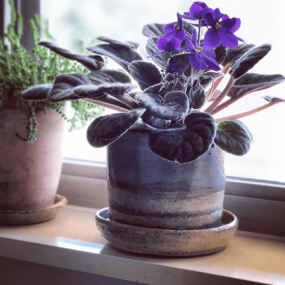 plants on kitchen window sill