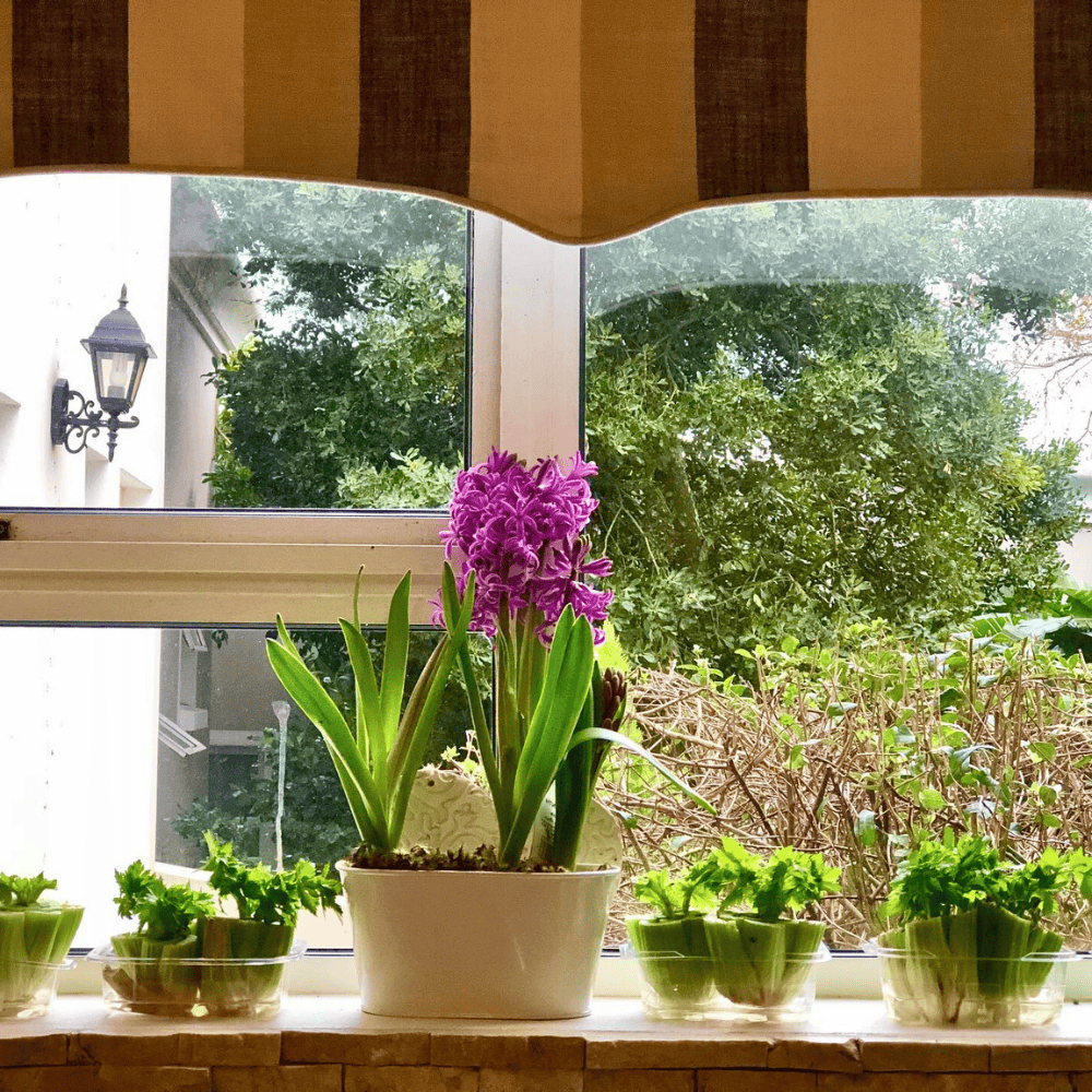 plants on kitchen windowsill