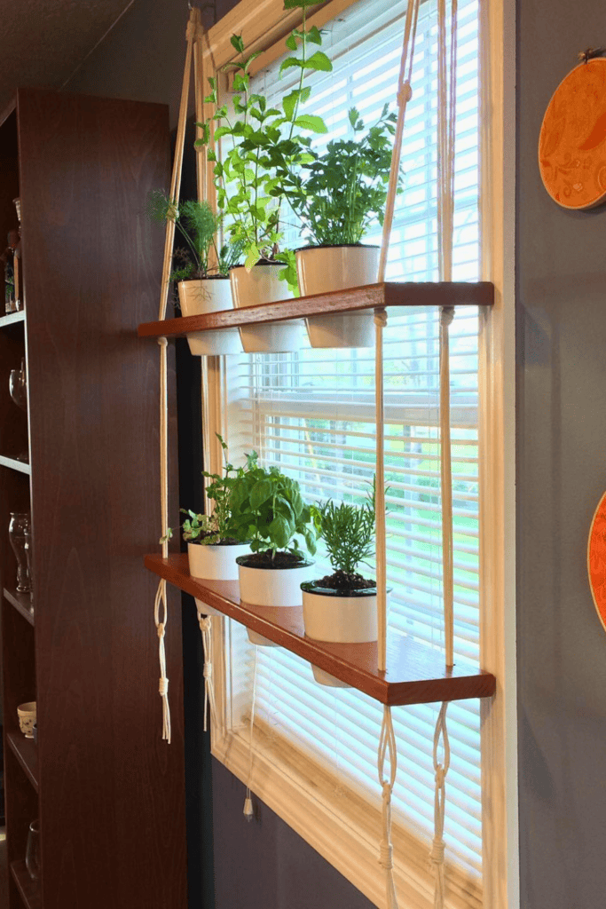 plants on window indoors