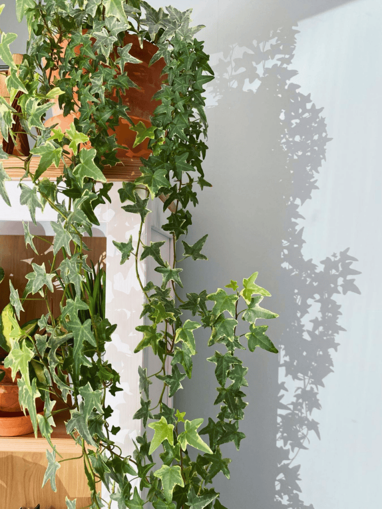 plants on window shelf 1