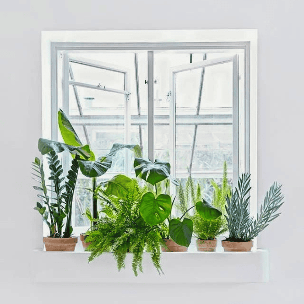 plants on window sill