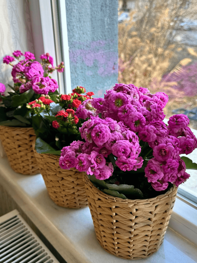 plants on windowsill 2