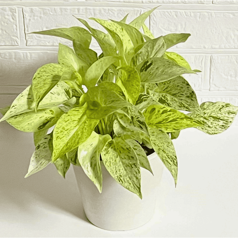 pothos for low light office 1