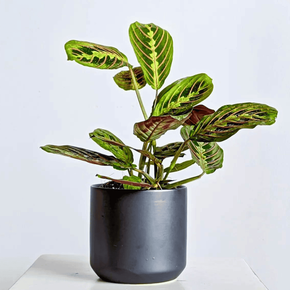 prayer plant for low light office 1