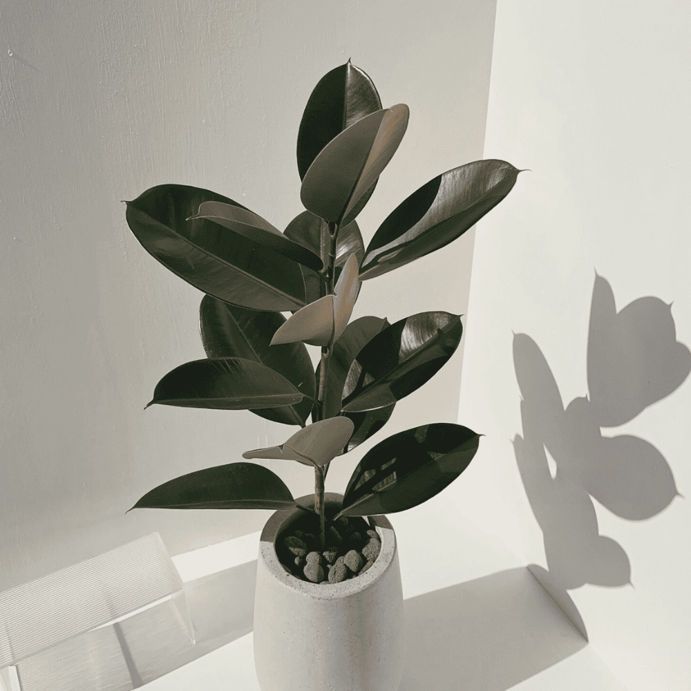 rubber plant for low light office 1