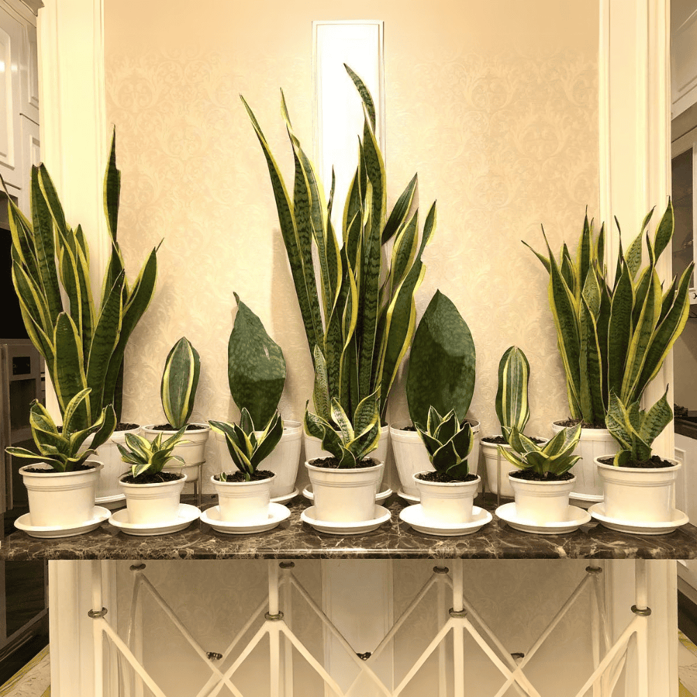 snake plants for low light bedroom 1