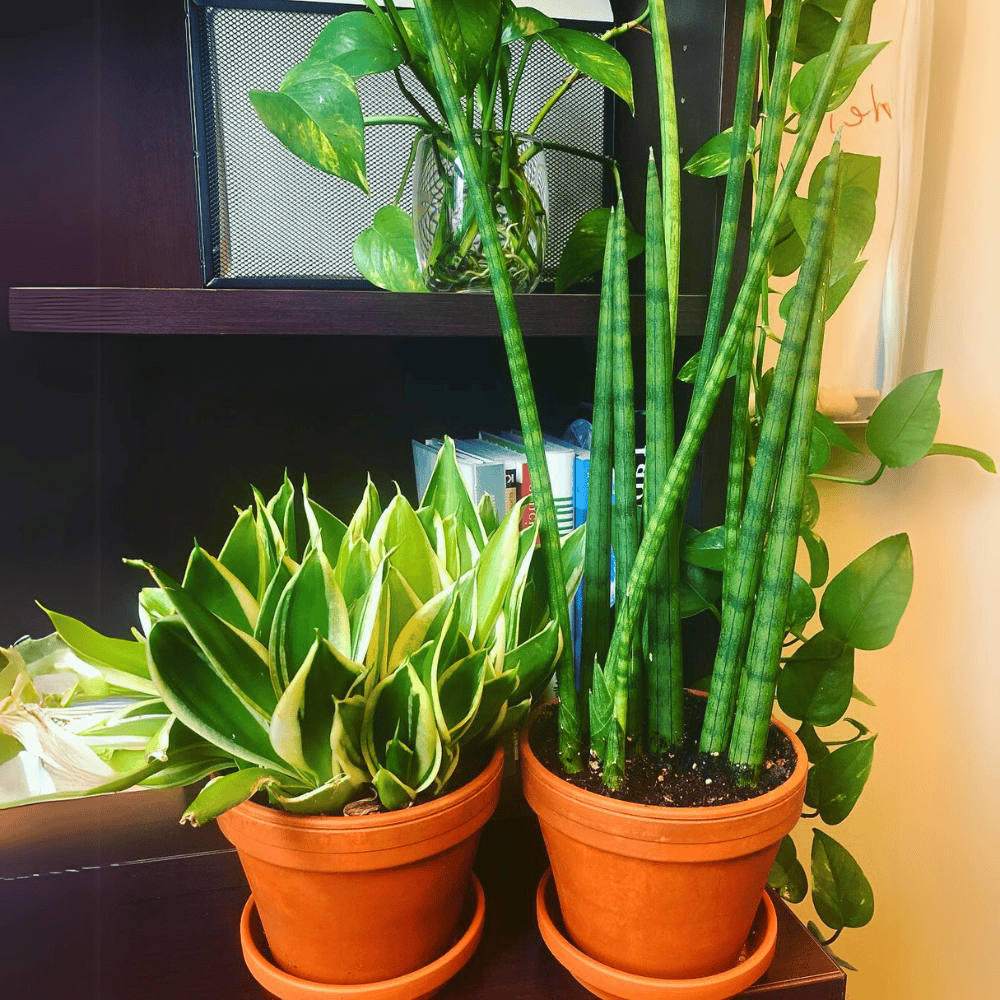 snake plants for low light office 1