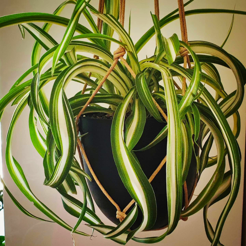 spider plant for low light bathroom 1