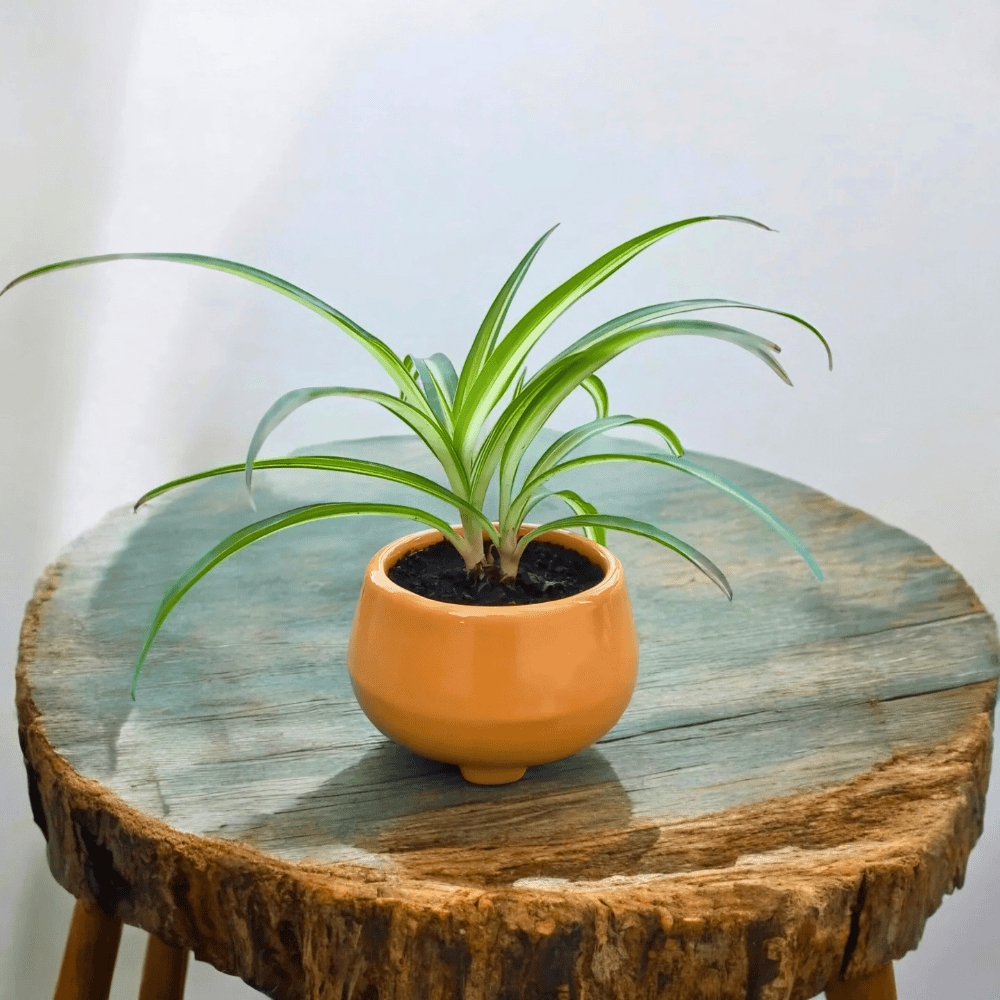 spider plant for low light office 1