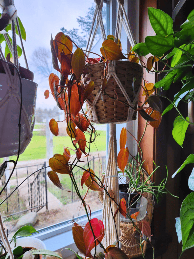 window for hanging plants