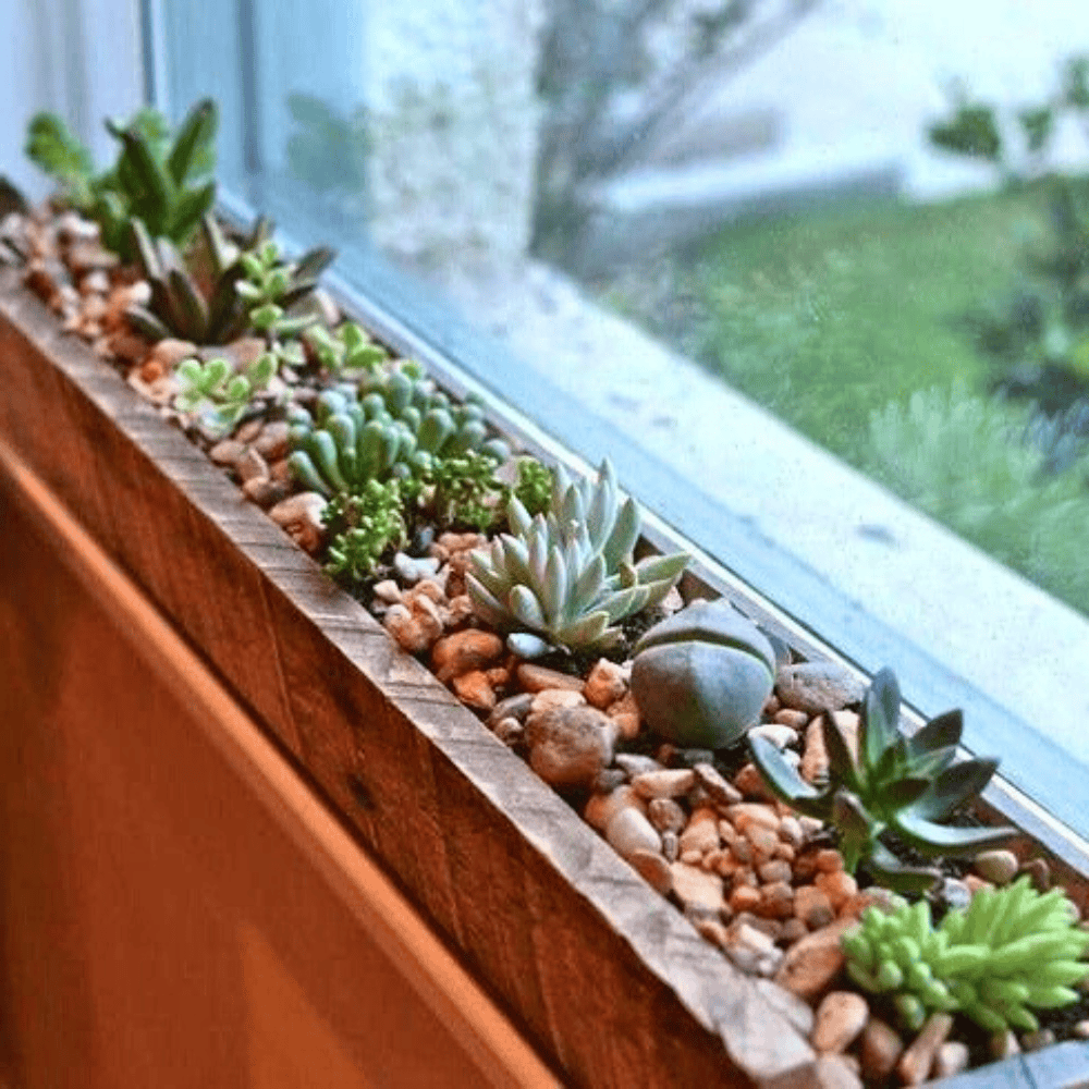 window for plants