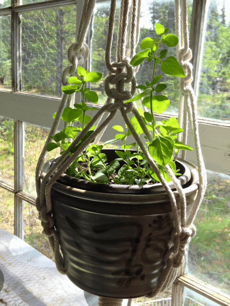 window garden plants 1