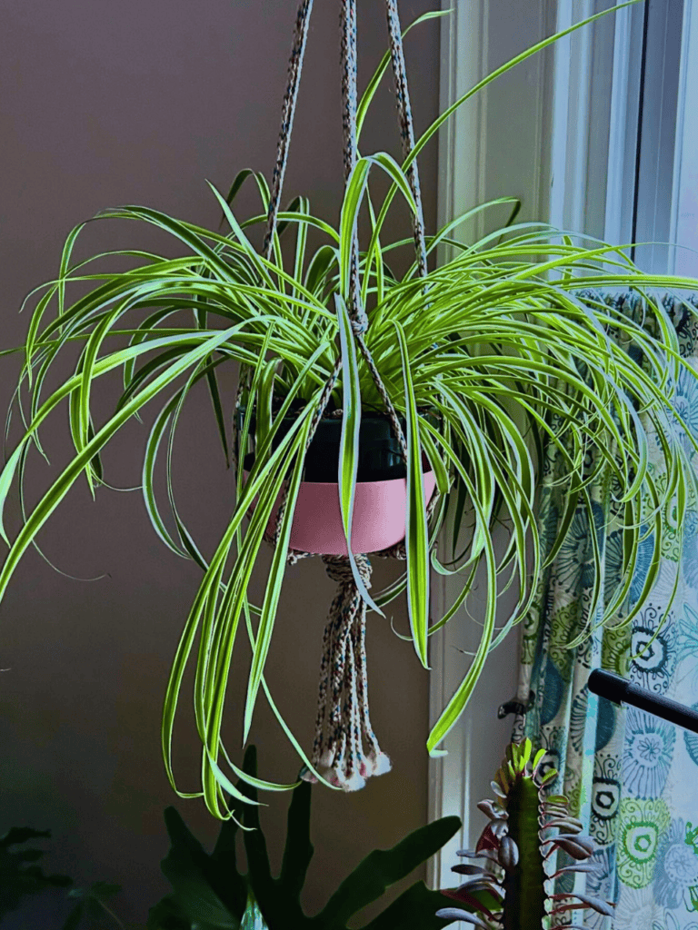 window hanging plants 2