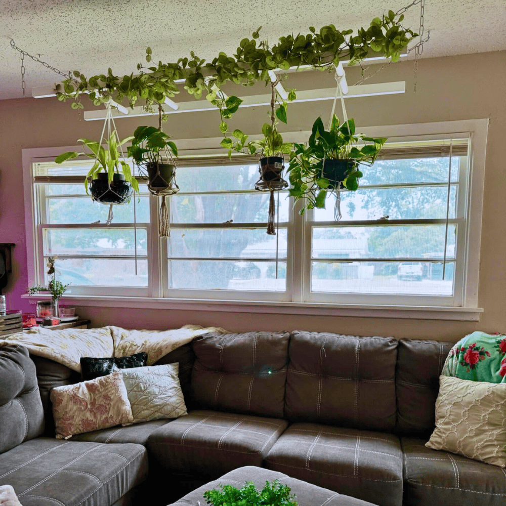 window hanging plants