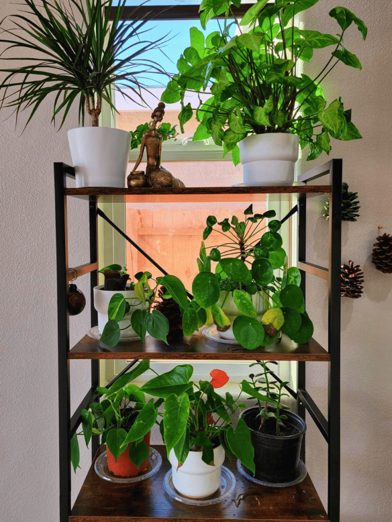 window plant rack