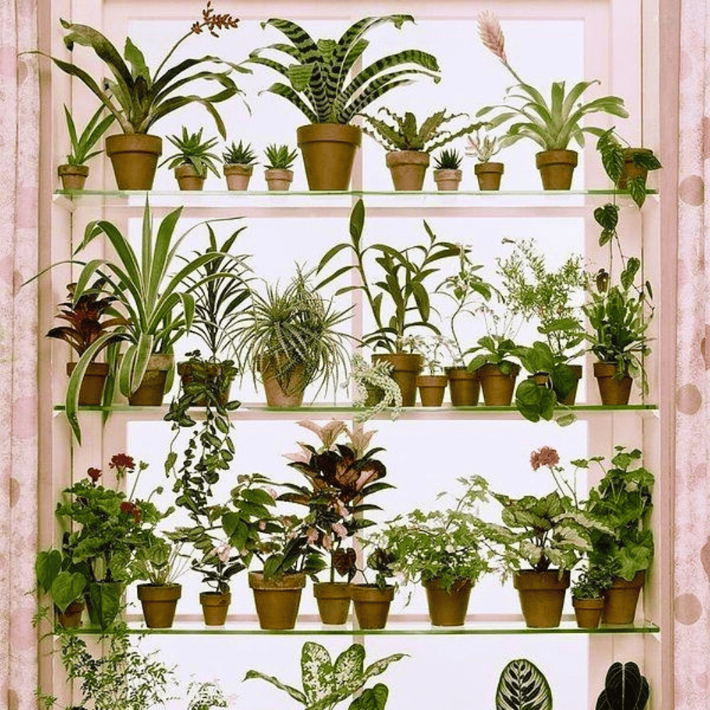 window plant shelf