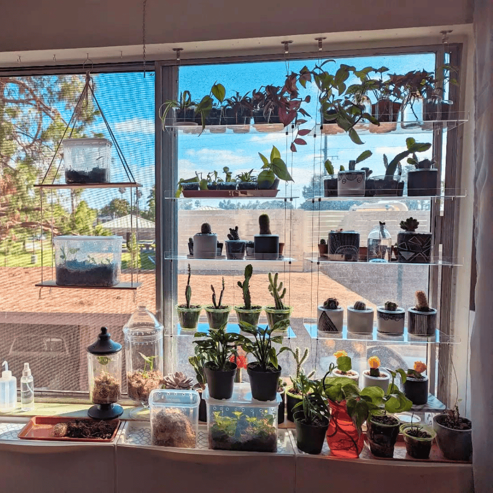 window plant shelves