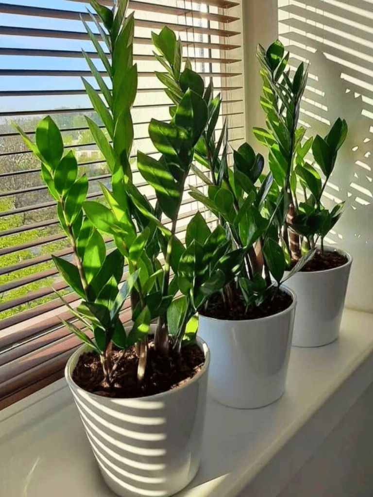 window plants 2