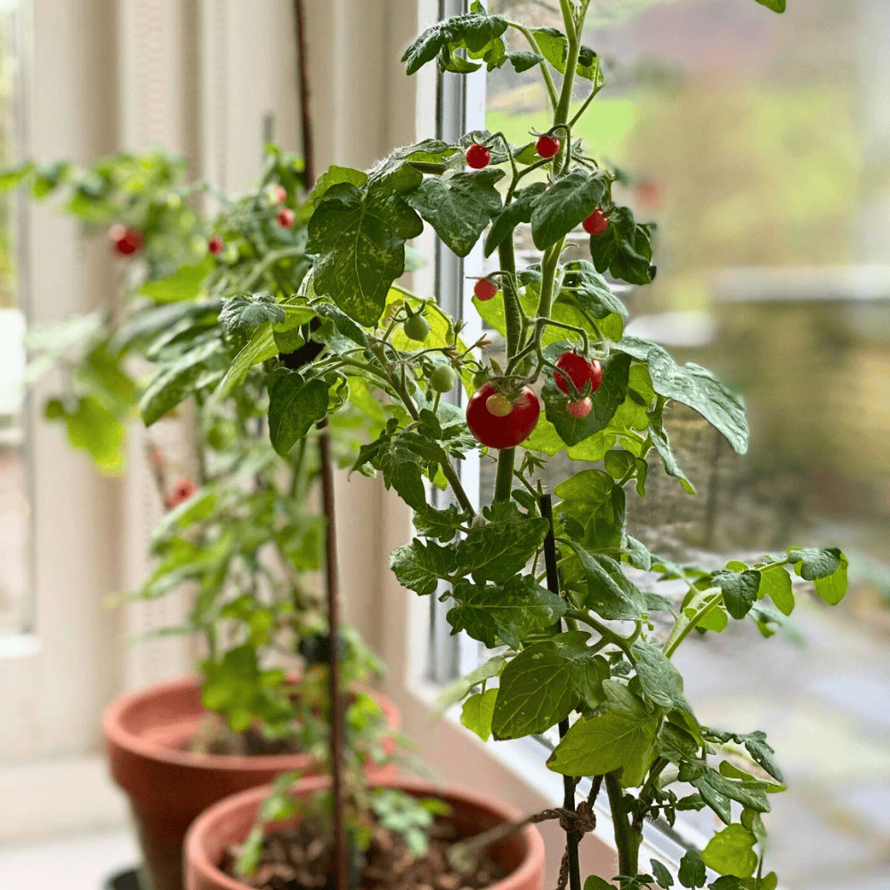 window plants in kitchen