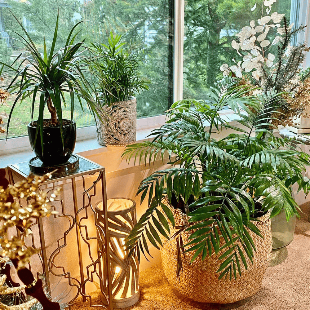 window plants