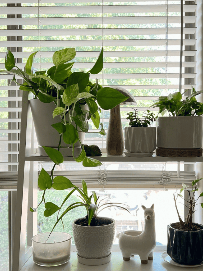 window shelf plants 1