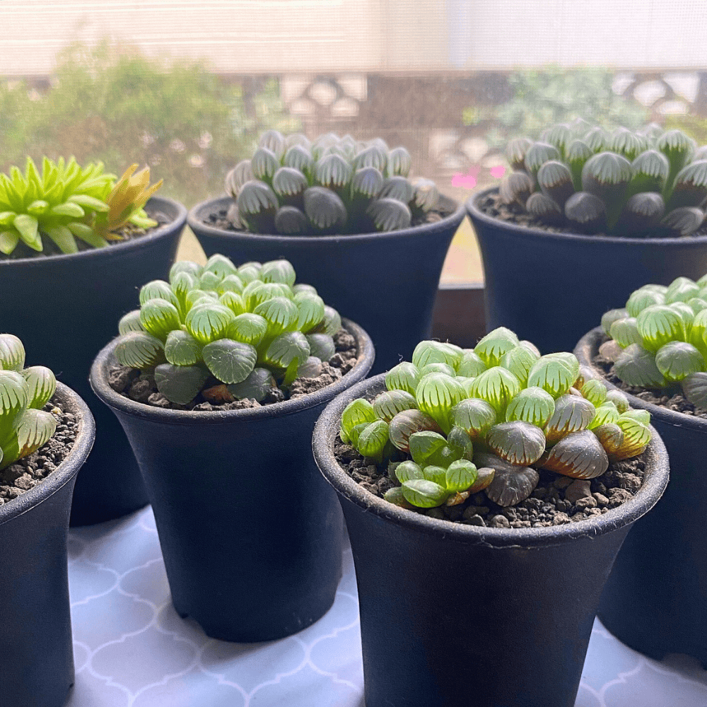 window sill plants 1