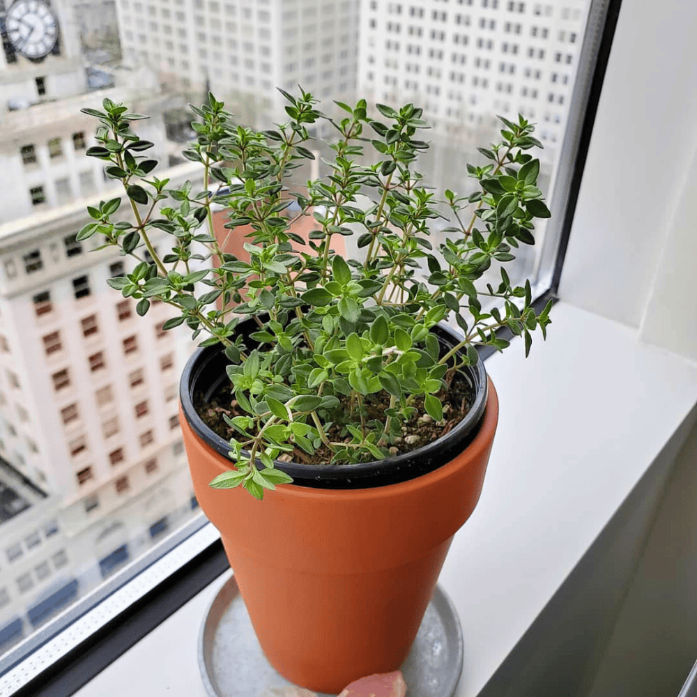 windowsill garden 1