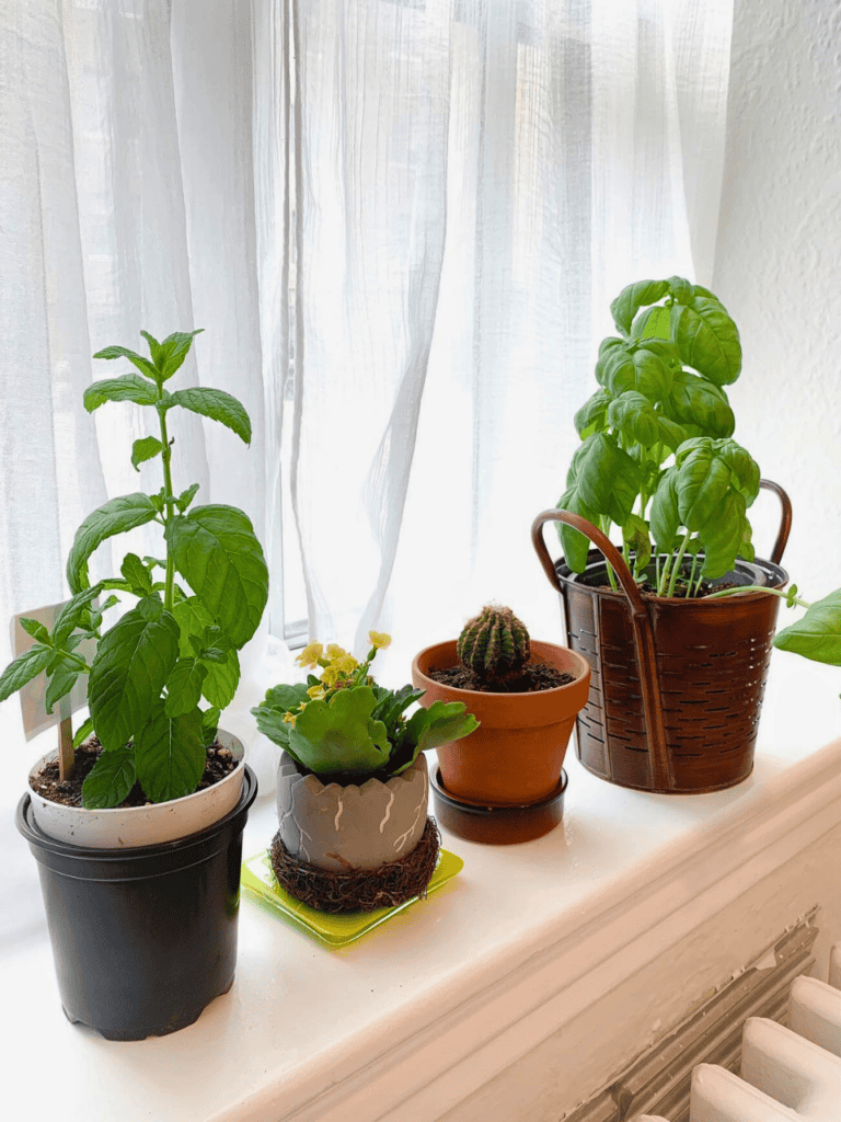 windowsill gardening 1